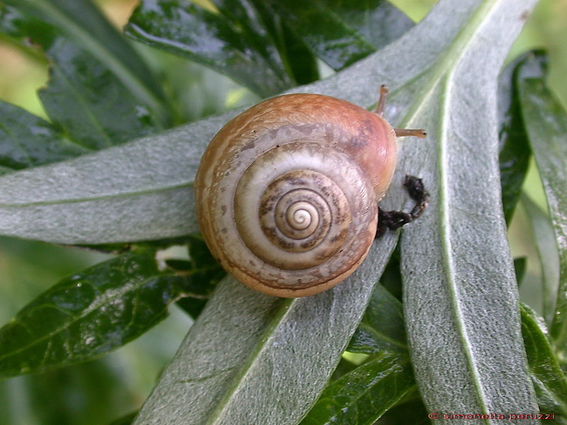 Cepaea nemoralis etrusca e altre